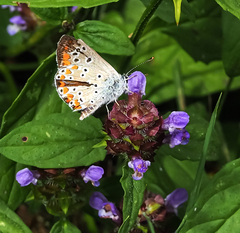Aricia agestis