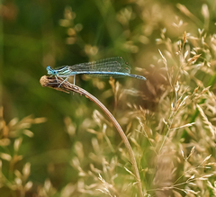 Platycnemis pennipes