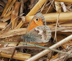 Coenonympha pamphilus