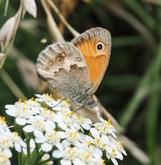 Coenonympha pamphilus