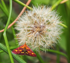 Pyrausta purpuralis