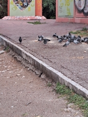 Columba livia domestica