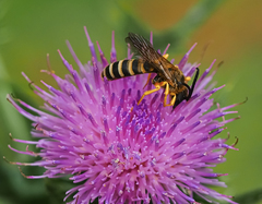 Halictus scabiosae