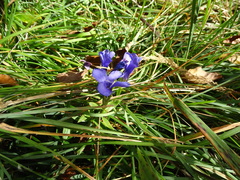 Gentianopsis ciliata