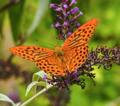 Argynnis paphia