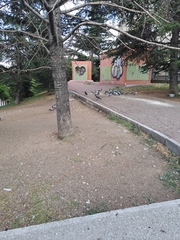 Columba livia domestica