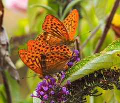 Argynnis paphia