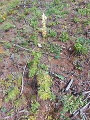 Aconitum barbatum