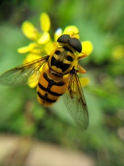 Myathropa florea