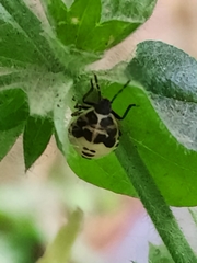 Cosmopepla conspicillaris