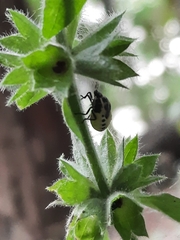 Cosmopepla conspicillaris