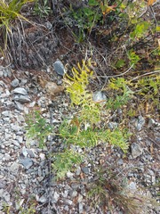 Vicia nervata