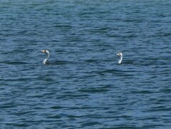 Phalacrocorax varius