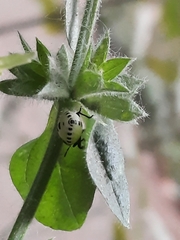 Cosmopepla conspicillaris