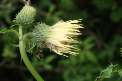 Cirsium erisithales