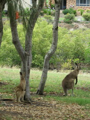 Macropus giganteus