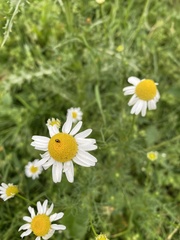 Anthemideae