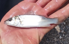 Dicentrarchus labrax