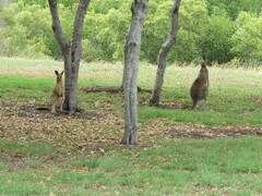 Macropus giganteus