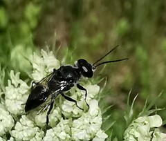 Astata