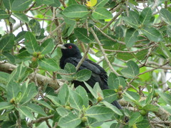 Eudynamys orientalis