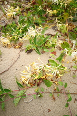 Lonicera periclymenum