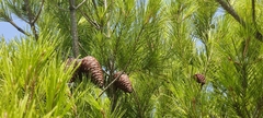 Pinus halepensis