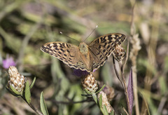 Argynnis pandora