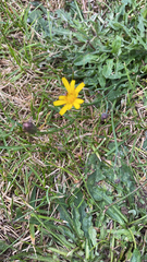 Scorzoneroides autumnalis