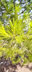Pinus halepensis