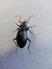 Carabus violaceus