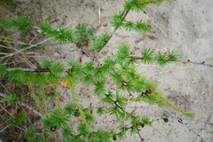 Larix
