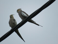 Nymphicus hollandicus