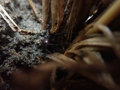 Steatoda capensis
