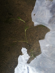 Potamogetonaceae