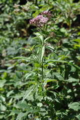 Eupatorium cannabinum