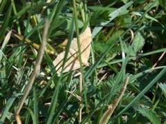 Camptogramma bilineata