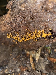 Oligonema verrucosum
