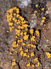Oligonema verrucosum