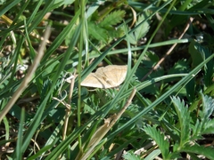 Camptogramma bilineata