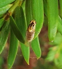 Thaumatomyia