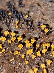 Oligonema verrucosum