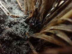 Steatoda capensis