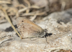 Coenonympha pamphilus