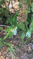 Platycladus orientalis