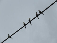 Nymphicus hollandicus