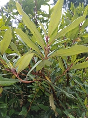 Comarostaphylis discolor