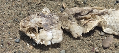 Mugilidae