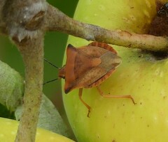 Carpocoris fuscispinus