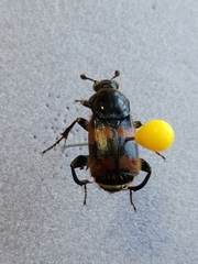 Nicrophorus vespillo